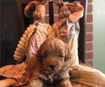 Small Photo #1 Goldendoodle (Miniature) Puppy For Sale in MARSHALLVILLE, OH, USA