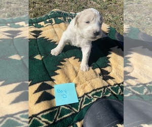 Pyredoodle Puppy for sale in WALNUT CREEK, CA, USA