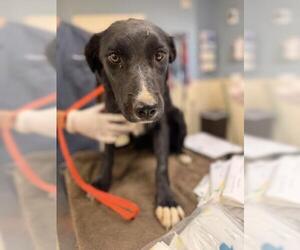 German Shepherd Dog-Unknown Mix Dogs for adoption in Riverside, CA, USA