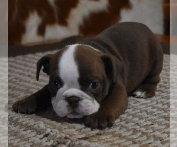 Medium Photo #4 English Bulldog Puppy For Sale in MARSHFIELD, MO, USA
