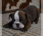 Small #3 English Bulldog