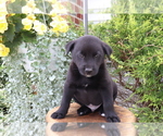 Small Photo #4 Akita-Labrador Retriever Mix Puppy For Sale in SHILOH, OH, USA
