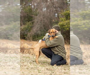 Laia - Female Labrador Retriever-Unknown Mix Dog for Adoption - Photo #4