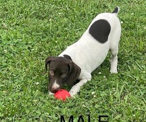 German Shorthaired Pointer Puppy for sale in LEITCHFIELD, KY, USA