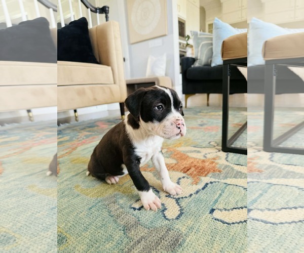 Medium Photo #15 American Pit Bull Terrier-Labrador Retriever Mix Puppy For Sale in Holly Springs, NC, USA