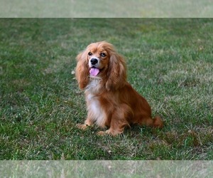 Mother of the Cocker Spaniel puppies born on 04/20/2025