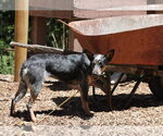 Small #1 Mutt