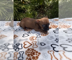 Chipin Puppy for Sale in SAINT AUGUSTINE, Florida USA