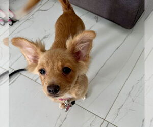 Chihuahua-Colonial Cocker Spaniel Mix Dogs for adoption in Royal Palm Beach, FL, USA