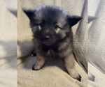 Small Photo #8 Keeshond Puppy For Sale in BLAIRSBURG, IA, USA