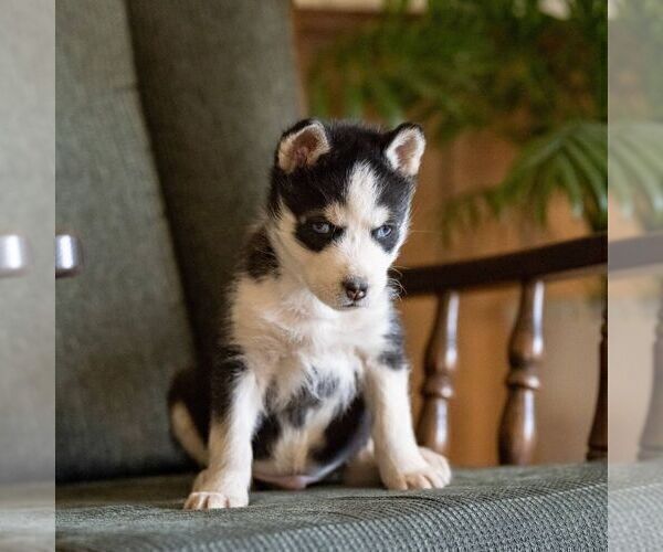 Medium Photo #5 Siberian Husky Puppy For Sale in KINZERS, PA, USA