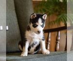 Small #4 Siberian Husky