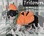 Image preview for Ad Listing. Nickname: Triton