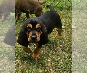 Bloodhound Puppy for sale in TOCCOA, GA, USA