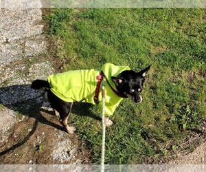 Solomon - Male Chipin Dog for Adoption - Photo #9