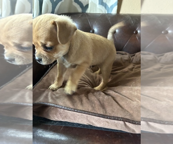 Medium Photo #26 Carlin Pinscher Puppy For Sale in COBB, WI, USA