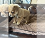 Small Photo #26 Carlin Pinscher Puppy For Sale in COBB, WI, USA