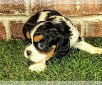 Small #9 Cavalier King Charles Spaniel