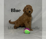 Small Photo #12 Goldendoodle Puppy For Sale in HOMEDALE, ID, USA