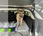 Small #6 German Shepherd Dog
