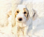 Small Photo #4 Goldendoodle Puppy For Sale in DAVISON, MI, USA