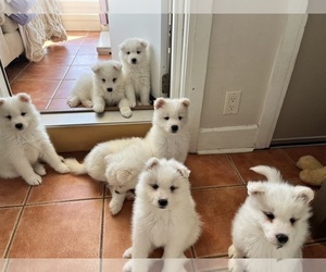 Samoyed Puppy for Sale in DULUTH, Minnesota USA