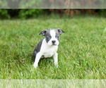 Small #1 Boston Terrier