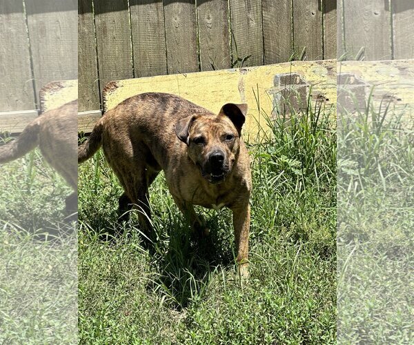 Medium Photo #1 American Staffordshire Terrier-Unknown Mix Puppy For Sale in Jackson, MS, USA