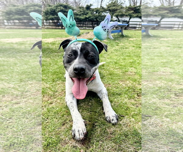 Medium Photo #7 American Pit Bull Terrier-Pointer Mix Puppy For Sale in Rockaway, NJ, USA