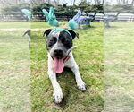 Small #6 American Pit Bull Terrier-Pointer Mix