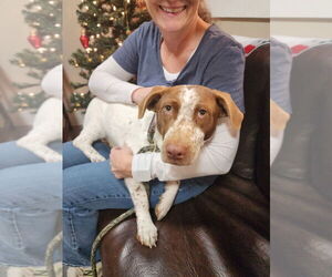 Mutt Dogs for adoption in Emmett, ID, USA