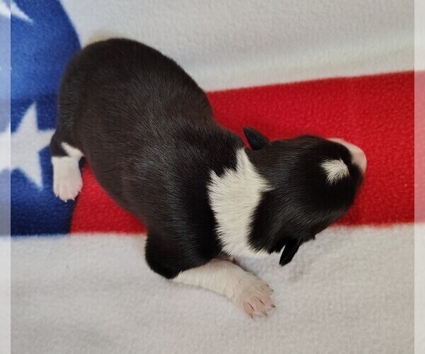 Medium Photo #36 Border Collie Puppy For Sale in NORBORNE, MO, USA