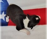 Small Photo #36 Border Collie Puppy For Sale in NORBORNE, MO, USA