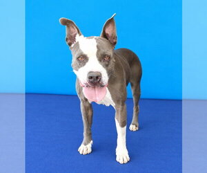 Mutt Dogs for adoption in Pasadena, CA, USA