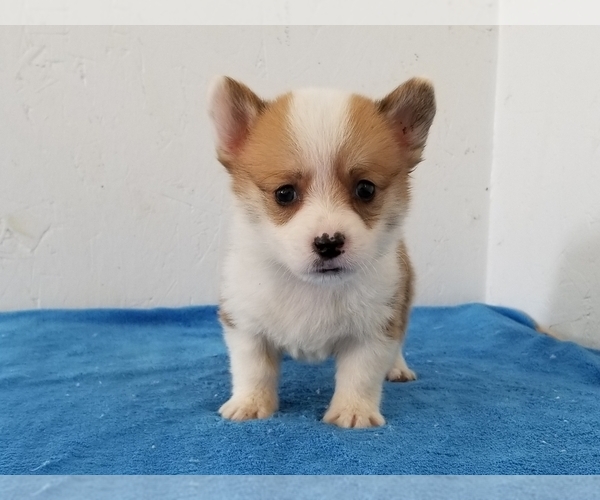 Medium Photo #3 Pembroke Welsh Corgi Puppy For Sale in CLARK, MO, USA