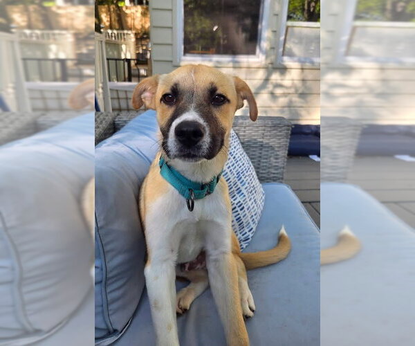 Medium Photo #2 Mutt Puppy For Sale in Woodbury, NY, USA