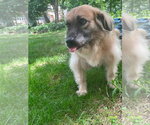 Small #2 Golden Retriever Mix