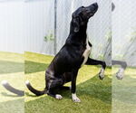 Small #3 Great Dane Mix