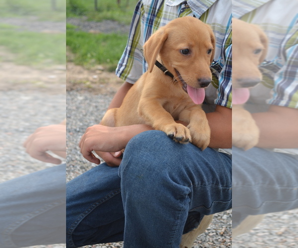 Medium Photo #3 Labrador Retriever Puppy For Sale in GREENWOOD, WI, USA