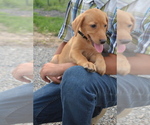 Small #2 Labrador Retriever