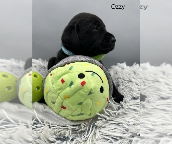 Medium Photo #4 Labrador Retriever Puppy For Sale in FREDERICKSBG, OH, USA