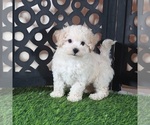Small #1 Bichpoo