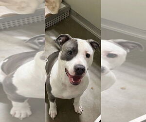 American Staffordshire Terrier Dogs for adoption in Pierceton , IN, USA