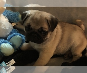 Pug Puppy for sale in LIVONIA, MI, USA