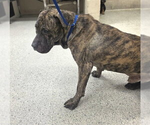 Mutt Dogs for adoption in Conroe, TX, USA