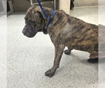 BUBBA GUMP - Male Mutt Dog for Adoption - Small photo