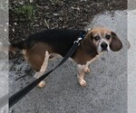Small Photo #1 Beagle Puppy For Sale in FORT DODGE, IA, USA