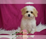 Small Photo #2 Cavachon Puppy For Sale in ELDORADO, OH, USA