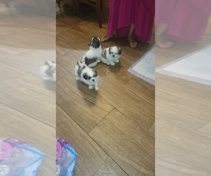 Shih Tzu Puppy for sale in FORT WORTH, TX, USA
