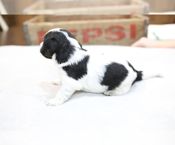 Medium Photo #5 Bernedoodle-Poodle (Miniature) Mix Puppy For Sale in GOSHEN, IN, USA